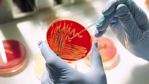 Создание централизованной бактериологической лаборатории